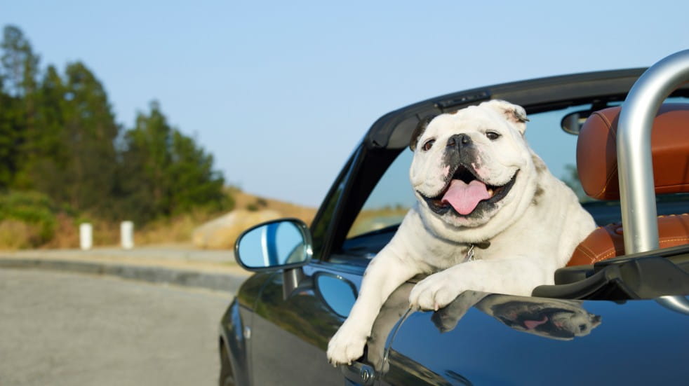 Should you buy a convertible car dog in convertible car